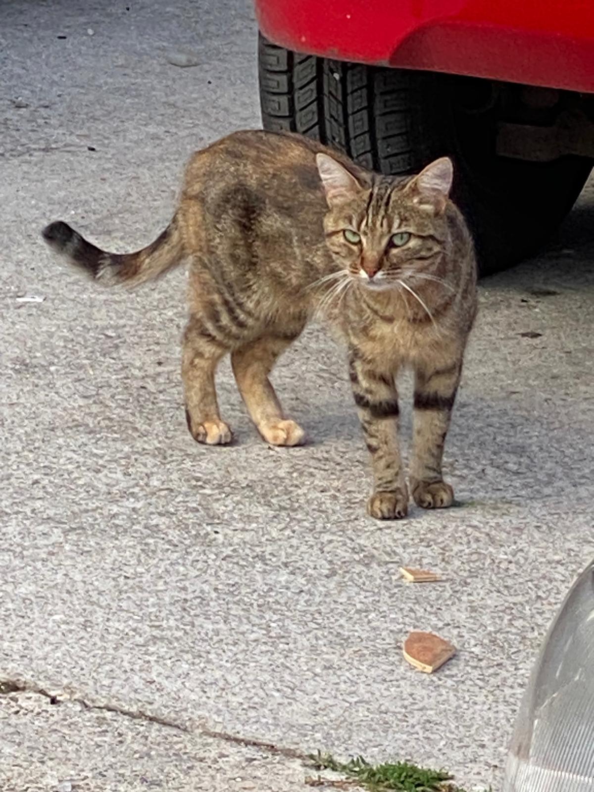 Photo de Misty