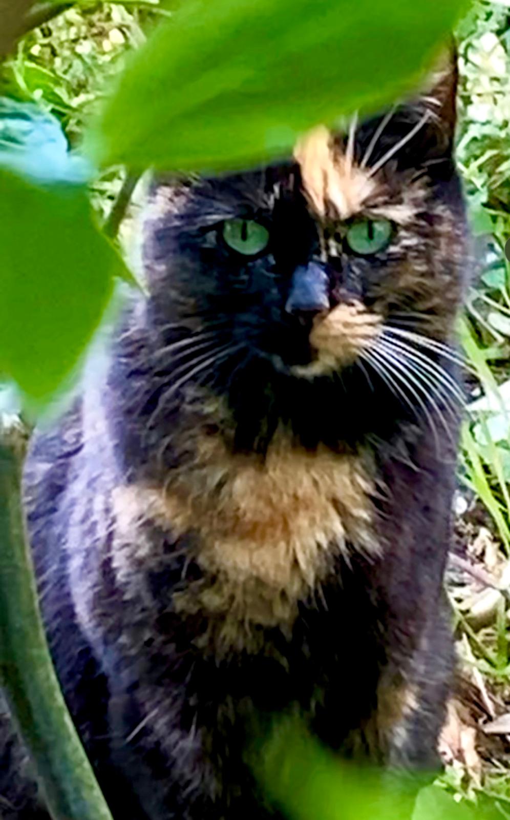 Photo de Biscotte