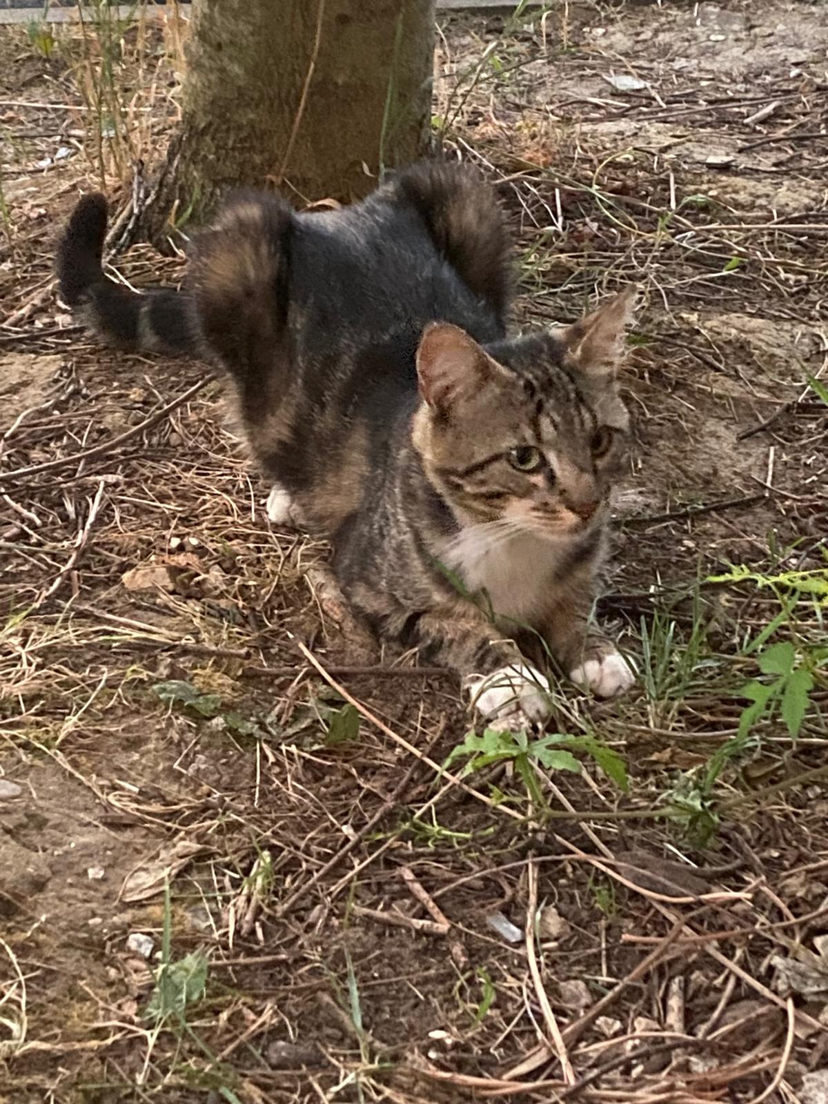 Photo de Tigrou