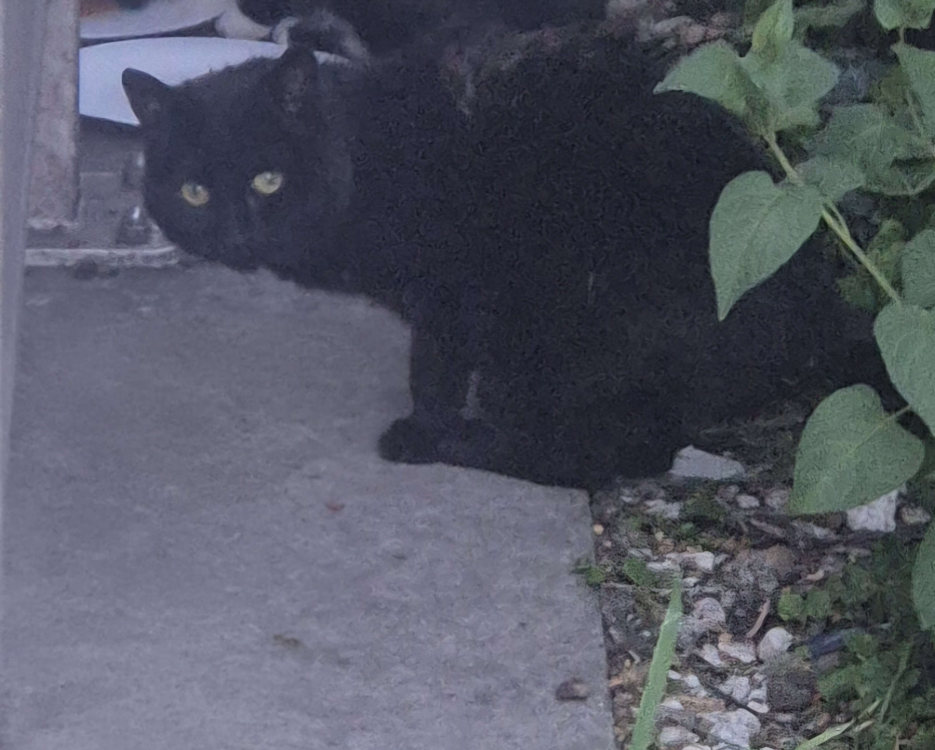 Photo de Zorro
