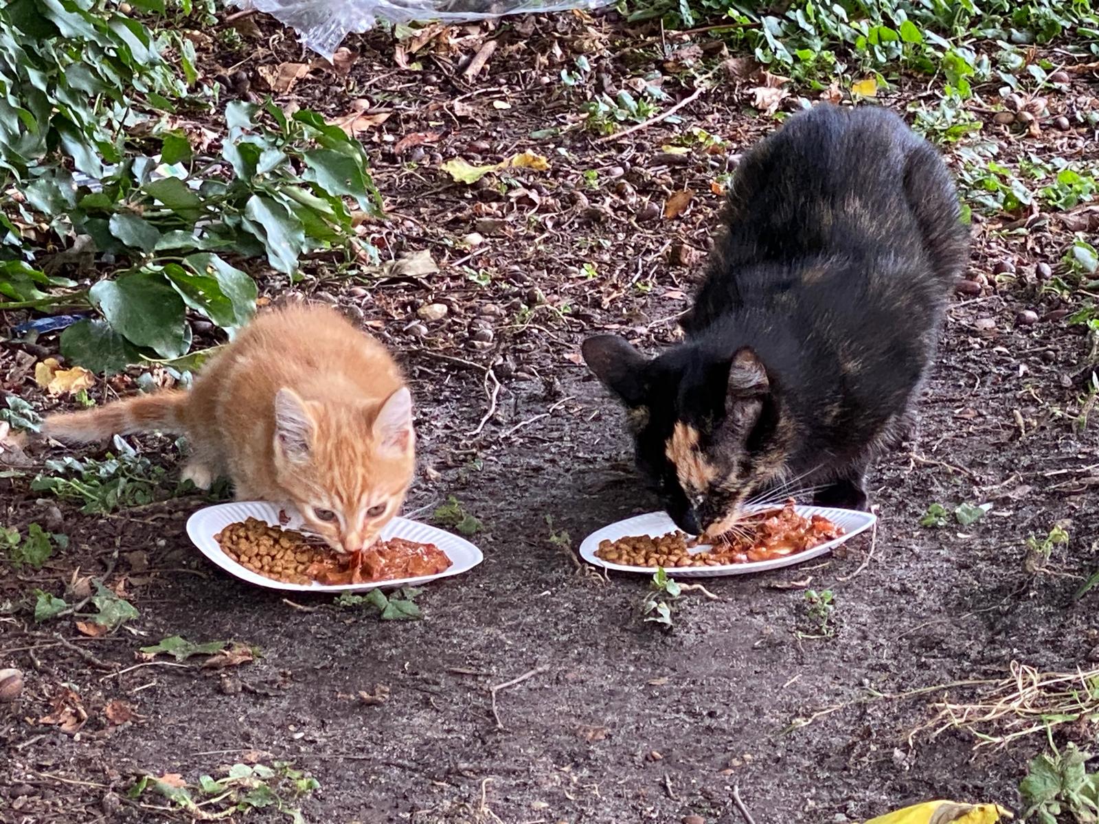 Chat siamois avec de la nourriture